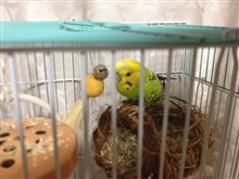 最近のコロちゃんｖ（＾＿＾ｖ）♪🐦🐦🐦