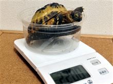 2013.10.9　かめ吉の身体測定