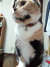 ひまつぶし…