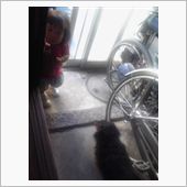 介助犬ではありませんが(?_ ...