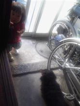介助犬ではありませんが(?_?)