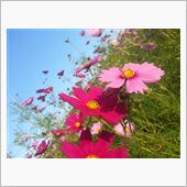 ましこ花祭り
