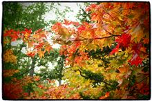 紅葉