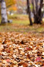 紅葉撮影と散財と