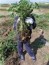 家庭菜園　　落花生の巻