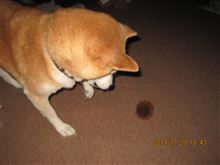 いがと遊ぶ犬