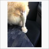 無事、ラッちゃんが退院しまし ...
