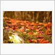 そろそろ紅葉ですね