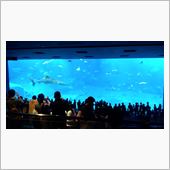 美ら海水族館ナウ☆
