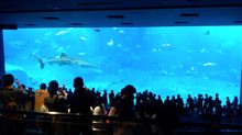 美ら海水族館ナウ☆