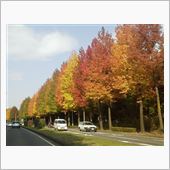 今日は道路沿い。