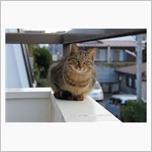 今日はニャンコネタです　（＾ ...