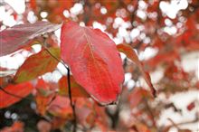 紅葉