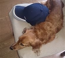 お気に入りのキャップ（３）