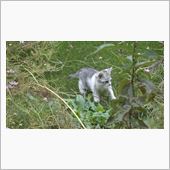 こねこ写真