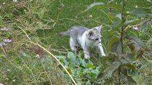こねこ写真