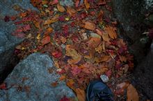 紅葉してるかなと、いつもの場所へ