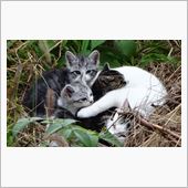 こねこ写真 ２