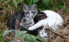 こねこ写真 ２