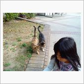 ネコ公園
