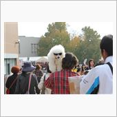 学際とグラサン犬！