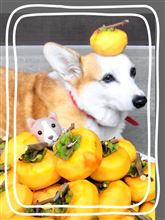 干し柿