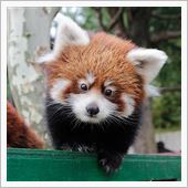 大森山動物園にGO!　と思い ...