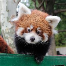 大森山動物園にGO!　と思いきやNO!