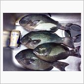 久し振りの串本釣行