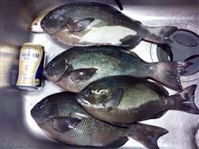 久し振りの串本釣行