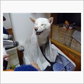 きれいになりました。