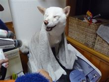 きれいになりました。 きれいになりました。
