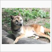今日はワンチ君の七回忌。