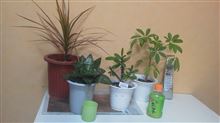 １００均で買った観葉植物を育ててみた結果．．．