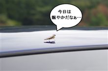 ｴｺﾊﾟｻﾝﾃﾞｰﾗﾝ　2013/11/3　②