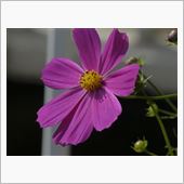 １１月４日月曜日（休日）の日記