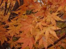 群馬で紅葉狩り（注：画像多し）