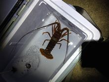 小さいけとボウズ脱却(^○^)