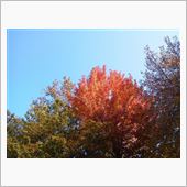 今日の紅葉。