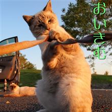 ネコ談義とデットニング。。。
