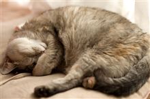 きょうのねこ