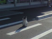 免許更新～