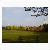 今日の紅葉は。