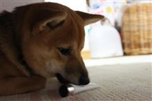 お届け物♪
