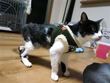 「みのまもり」が １ あがった