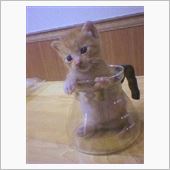 過去の捨て猫。