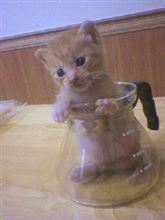 過去の捨て猫。