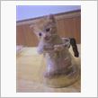 過去の捨て猫。