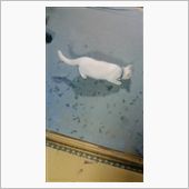 狩猫。