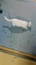 狩猫。